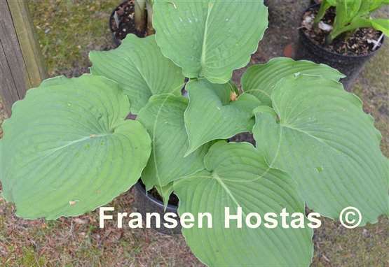 Hosta Green Piecrust